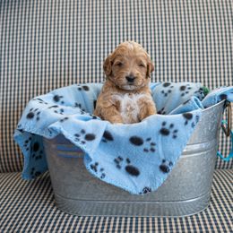 Goldendoodle Puppies from Hershey PAw Doodles