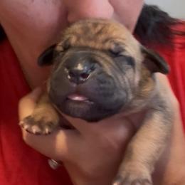 Girl 4 - Fawn female Boerboel puppy in Bon Aqua, Tennessee from Erickson Ranch Boerboels