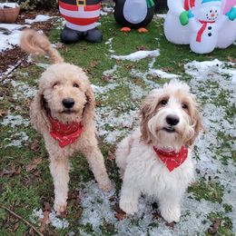 Bernedoodles and Goldendoodles from Doo a Little Doodle