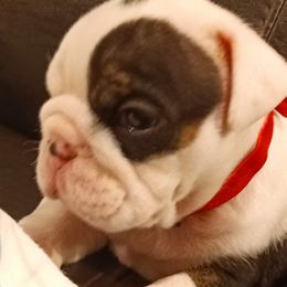 Bulldogs from Baggy Bulldogs of Amarillo