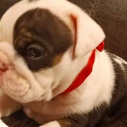 Bulldogs from Baggy Bulldogs of Amarillo