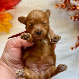 Alvin - Red  male Poodle puppy in Munster, Indiana from Miranda’s Sunshine Poodles and Doodles