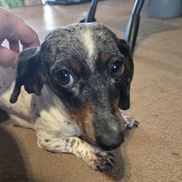 Dutton - Dachshund