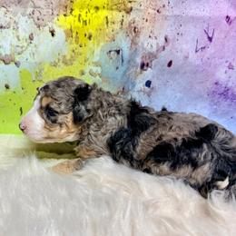 Sally - female Australian Mountain Doodle puppy in Blue Springs, Missouri from Jeanie’s Doodles