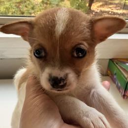 Amber - Red female Companion Cross puppy in Massachusetts, Massachusetts from Boston Chi Chis