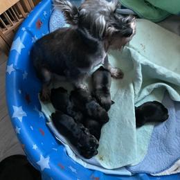 Miniature Schnauzer All Grown Up from Kathy's Mini Schnazuers