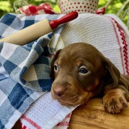 Bubbles AKC - Chocolate and tan female Dachshund puppy in Hendersonville, North Carolina from Snarky Doxy Miniature Dachshunds