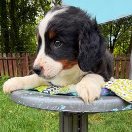 Brave - Tri-color male Bernedoodle puppy in Sherman, Illinois from Shirl Doodle Life