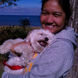 Havanese Puppies from EClair's Havanese and Westies