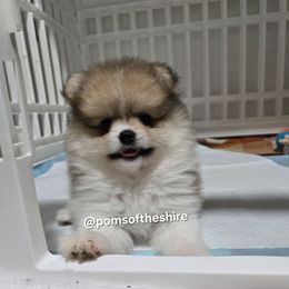 Rían - Cream sable parti female Pomeranian puppy in Boca Raton, Florida from Poms of The Shire
