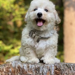 Cavapoo, Maltipoo, and Poodle Puppies from My Sweet Poodles and Doodles