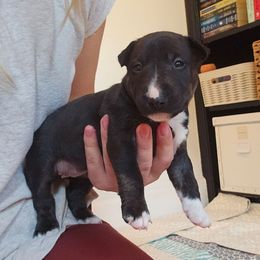 Miss Piggy - Black brindle and white female Miniature Bull Terrier puppy in Hollywood, Florida from Mini Bull Lane