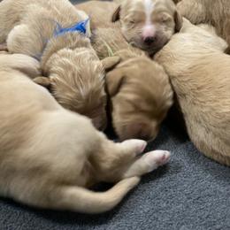 Goldendoodle Puppies from Cane Creek Goldendoodles