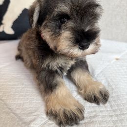 Girl 1 - Black female Miniature Schnauzer puppy in Wildomar, California from My Angel Schnauzers