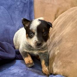 Boy 3 - Blue speckled male Australian Cattle Dog puppy in Concrete, Washington from Back Country Australian Cattle dogs