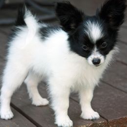 Papillons from BethShonts