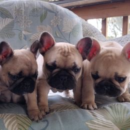 French Bulldog Puppies from Sundry Farm