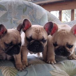 French Bulldog Puppies from Sundry Farm