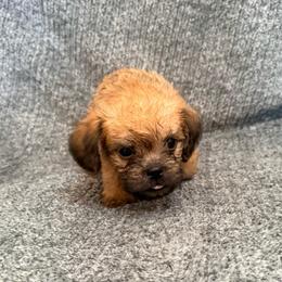 Chubacca (Chewy) - Belge male Brussels Griffon puppy in Seneca, Missouri from Stephanie’s Puppy Colony