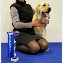 Extra - Labrador Retriever