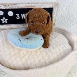 Mars - Red  male Poodle puppy in Florida from Adorable Toy-Miniature Poodles