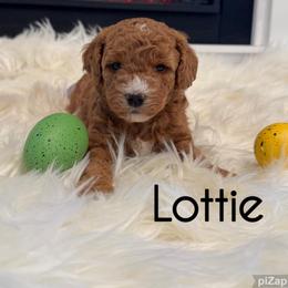 Lottie - Red  female Goldendoodle puppy in Nortonville, Kentucky from Deb’s KY Doodles