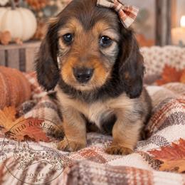 Merry-Gwendolyn - Red female Dachshund puppy in Riverton, Wyoming from Wild Rose Ridge Doxies