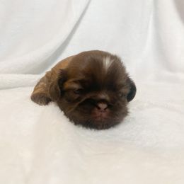 Louise - Liver female Shih Tzu puppy in Jackson Township, New Jersey from Lilly’s Shih Tzus by the Sea