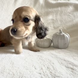 Girl 1 - Cream female Dachshund puppy in Santee, California from Miniweeniedoxies