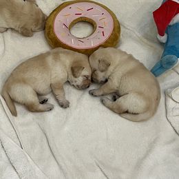 Labrador Retriever Puppies from Hatch Labradors