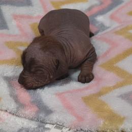 Jean - Chocolate male Chinese Crested puppy in Frederick, Maryland from Lovable Cresteds