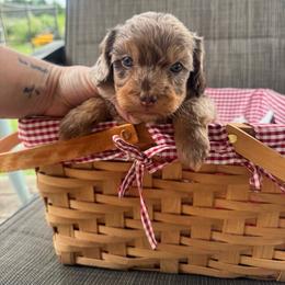 Ivy - Brown merle female Aussiedoodle puppy in Austin, Texas from Doodles of Central Texas