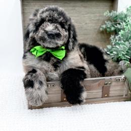 Boy 4 - male Bernedoodle puppy in Statesville, North Carolina from Doodle Babies
