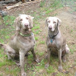 Weimaraners from Pepper's Weimaraner