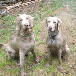 Weimaraners from Pepper's Weimaraner
