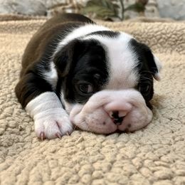 Girl 2 - Black and white Boston Terrier puppy in George West, Texas from Duke of Earl’s Boston Terriers