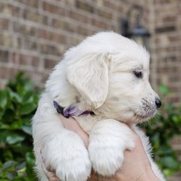 Golden Retriever Puppies from Faded Ash Goldens
