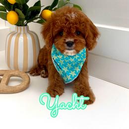 Yacht - Red male Cavapoo puppy in Buford, Georgia from Petite Posh Puppies