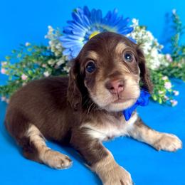 Chip(2400) - Chocolate and cream male Dachshund puppy in Augusta, Arkansas from Savvy-Dee's Dachshunds