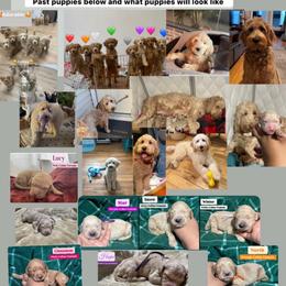 Upcoming litter: Read Description and Apply if you're Interested - Apricot female Goldendoodle puppy in Brooklyn, New York from Lyon and Luna Goldendoodles Bernedoodles