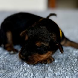 Female 2 - Black and tan female Airedale Terrier puppy in Branch, Michigan from Aim High Airedales & German Shorthaired Pointers