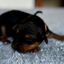 Female 2 - Black and tan female Airedale Terrier puppy in Branch, Michigan from Aim High Airedales & German Shorthaired Pointers