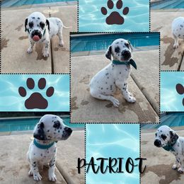 Patriot - White and black male Dalmatian puppy in Waxahachie, Texas from Tiff’s Dalmatian Plantation
