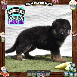 BEN N JERRY --- He is a sensational large boy - Black and red male German Shepherd puppy in Murrieta, California from Diamond Oaks German Shepherds
