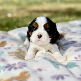 Pickle - Tri-color male Cavalier King Charles Spaniel puppy in Blanding, Utah from Blue House Cavaliers