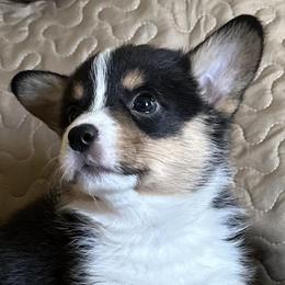 Fig - Pembroke Welsh Corgi puppy in Lima, New York from Hickory Springs Corgis