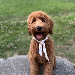 Rosie - Goldendoodle