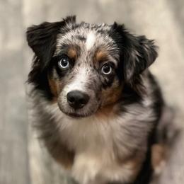 Nova - Miniature Australian Shepherd