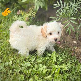Lime Green Collared Male - White male Maltipoo puppy in Marshallville, Ohio from Grassy Meadow Pups