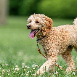 Bailey - Goldendoodle
